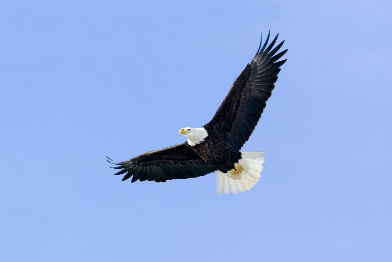 eagle soar